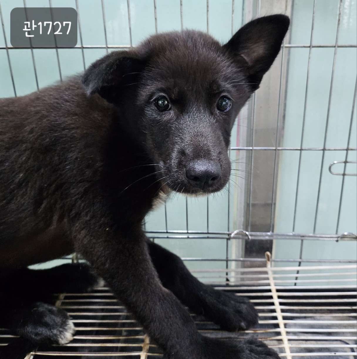 고양시동물보호센터_441394202301727